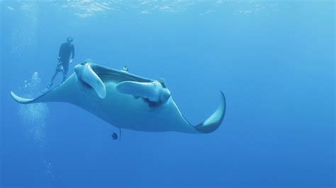 giant oceanic manta ray - Marine Animals