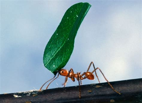 Worker_ant_carrying_leaf - Oxford Professional Consulting: specialist coaching