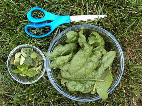 Picking Spinach - How To Harvest Spinach | How to harvest spinach, Growing spinach, How to ...