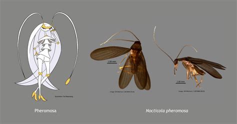 Random: Brand New Cockroach Species Has Been Named After A Pokémon ...