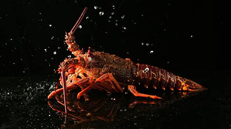 The Vital Info You Need To Know Before Buying A Warm Water Lobster