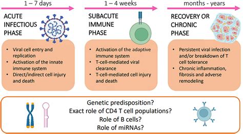 What Is The Difference Between A Chronic Viral Infection And An Acute Viral Infection?