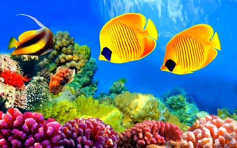 fish, Fishes, Underwater, Ocean, Sea, Sealife, Nature Wallpapers HD / Desktop and Mobile Backgrounds