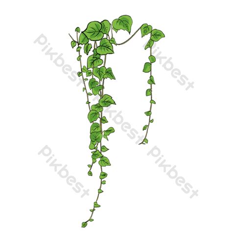 Green Flower Vine Plant Illustration PNG Images | PSD Free Download ...