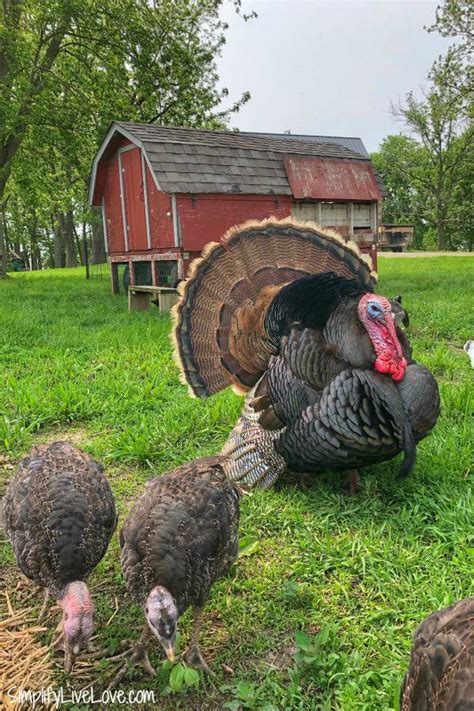 Why We Love Raising Turkeys on the Homestead - Simplify, Live, Love