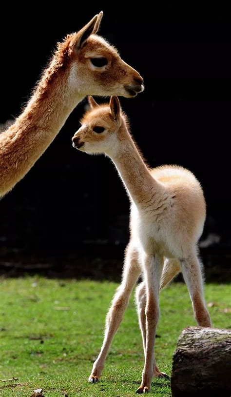 Baby vicuna is born at Twycross Zoo - Hinckley Times