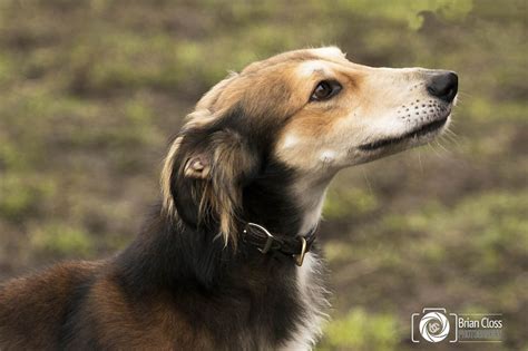 Available Dogs | UK Saluki Rescue