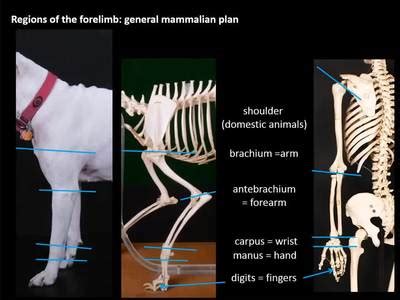 VM 516 Intro to forelimb bones Video presentation - MSU MediaSpace