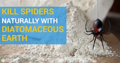 Use Diatomaceous Earth To Kill Spiders Naturally