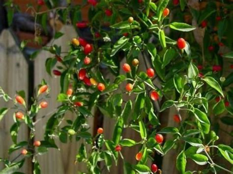 Chile Piquin Pepper Pequin Seeds For Planting Non GMO | Etsy