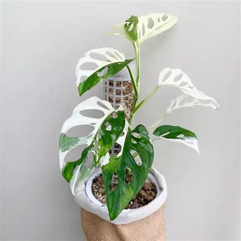 Monstera Adansonii Albo Variegated- Rare - Jiffy Plants