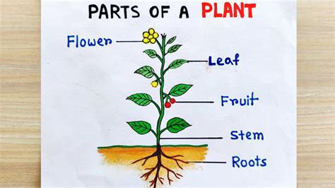 How to draw parts of plant idea | Parts of the Plant Drawing easy | Parts of plant labelled ...