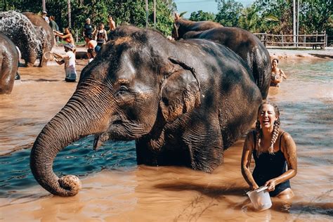 Best things to do in phuket green elephant sanctuary park – Artofit