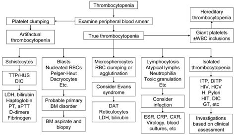 Immune Thrombocytopenia Itp Blood Disorders Msd