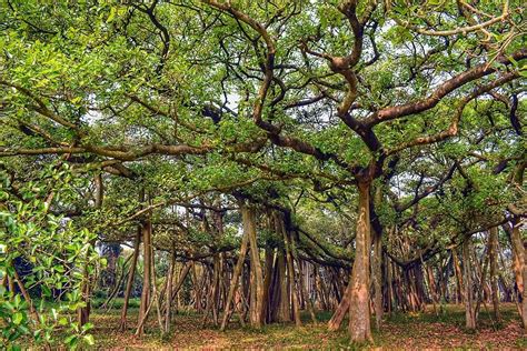 The Great Banyan Tree, Kolkata | WhatsHot Kolkata