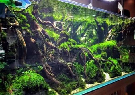 Top 10 Aquascaping Betta Tank Inspirations - Aquascape Paludarium Blog | Aquascape design ...