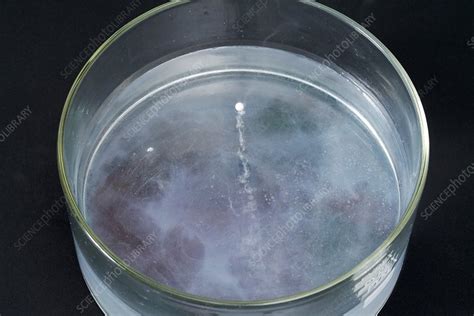 Sodium reacting with water - Stock Image - C024/5714 - Science Photo Library