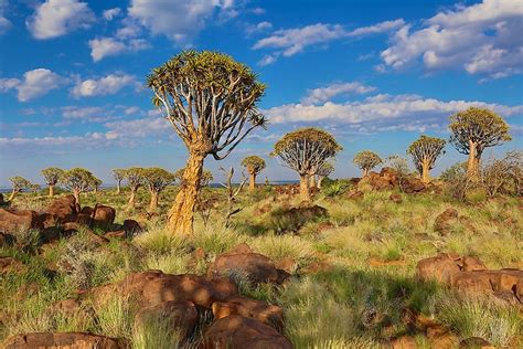 10 Endangered Species of Trees - WorldAtlas