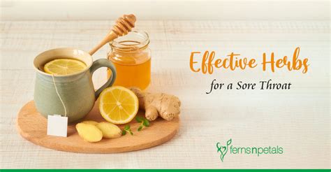 7 Herbs that are Natural Remedies for a Sore Throat