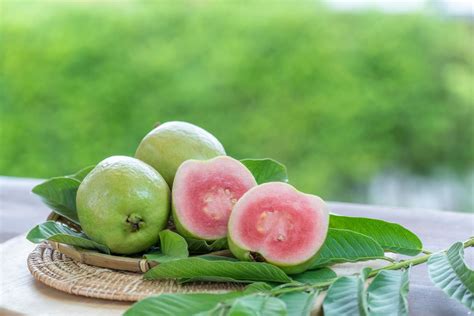 Tropical Pink Guava Tree for Sale - Trees.com