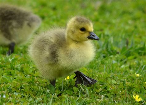 Woods Walks and Wildlife: Baby Geese Are Seriously Adorable