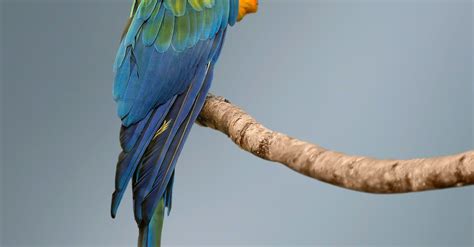 Blue and Green Macaw · Free Stock Photo