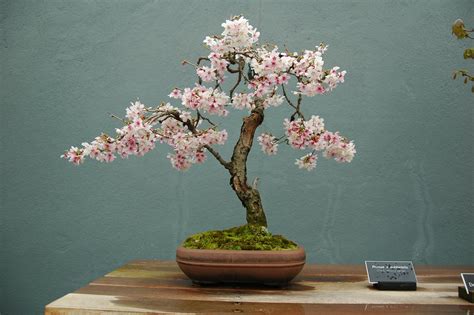 Cherry Blossom Bonsai Trees | Bonsai Tree Gardener