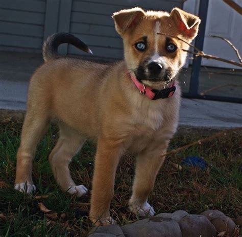 Husky boxer mix. | Hybrid dogs, Siberian husky mix, Dogs