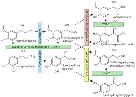 Acetaldehyde Dehydrogenase - Kev's Biochemistry Blog