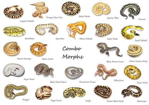 Ball python color morphs | Ball Python Morphs | Pinterest | Ball python, Python and Snake