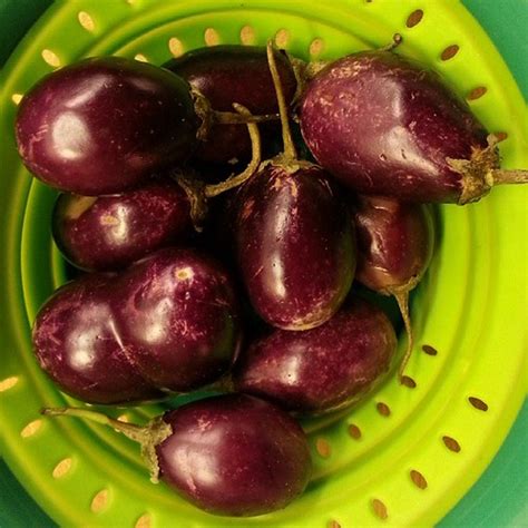 Small round eggplant from the Indian grocer in Jackson Hei… | Flickr