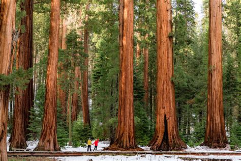 20+ (Helpful) Things to Know About SEQUOIA NATIONAL PARK in Winter