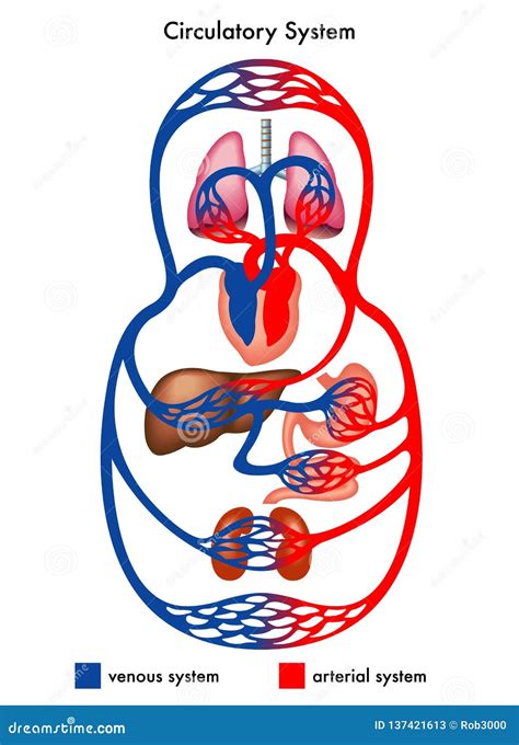 Human Circulatory System Labelled Diagram