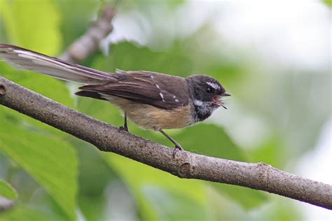 Bird Fantail Ornithology - Free photo on Pixabay - Pixabay