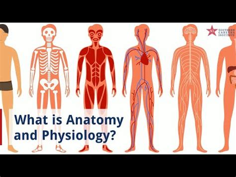 What Is Anatomy and Physiology - YouTube