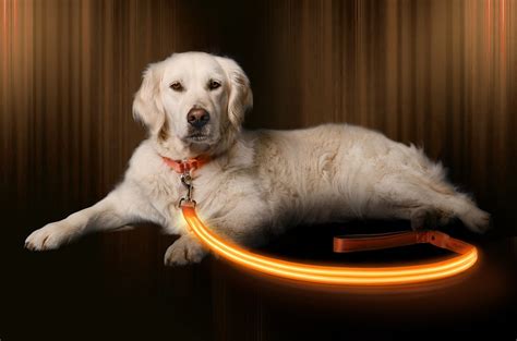 LED Dog Leash / Light Up Dog Leash - Illumiseen