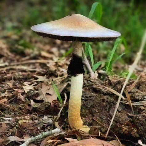 776 best Cubensis images on Pholder | Shrooms, Shroom ID and Mushroom ...