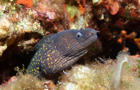 Murène commune - Muraena helena • Fiche Poisson