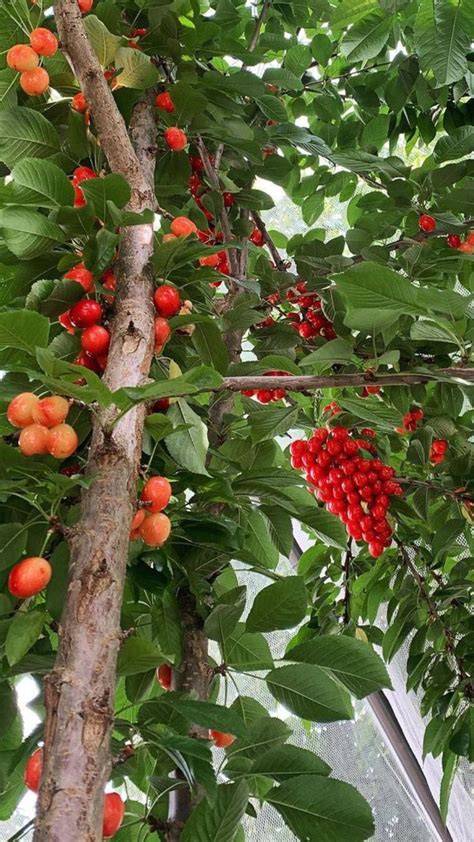 Best Fruiting Plants That Grow In The Shade Garden | Fall garden ...