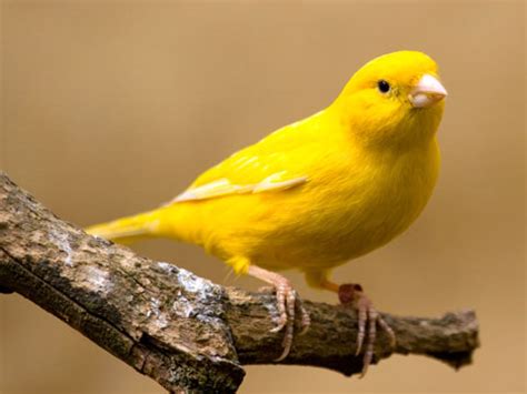 Yellow Canary Facts, Pet Care, Behavior, Diet, Price, Pictures ...