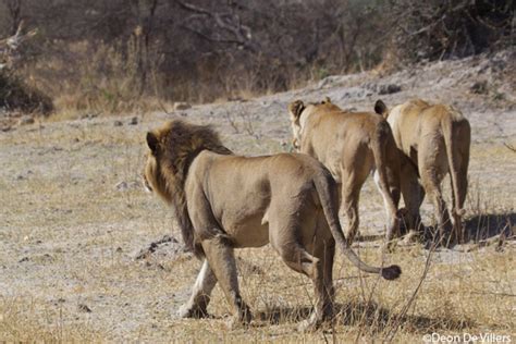 Picture of the day: the maned lioness