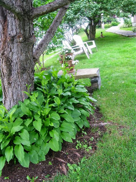 Under the large pine tree. Hostas surround the tree 2013 | Shade garden ...