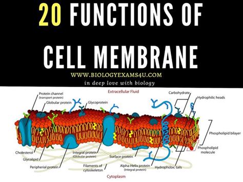 55 HD What Parts Of The Cell Membrane Are Hydrophobic - insectza