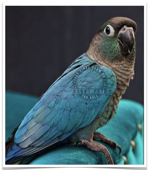 Buy Turquoise Green-Cheeked Conure Online Novan Bird's For Sale