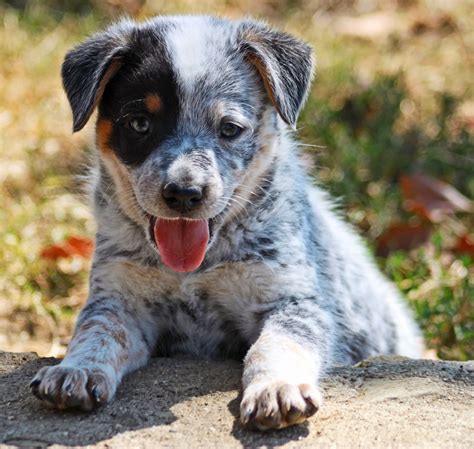 Queensland Heeler Puppy Dogs For Sale in Ventura County, Southern California Adorable!