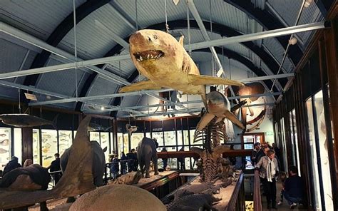 The Tring Natural History Museum: A Complete Visitor's Guide