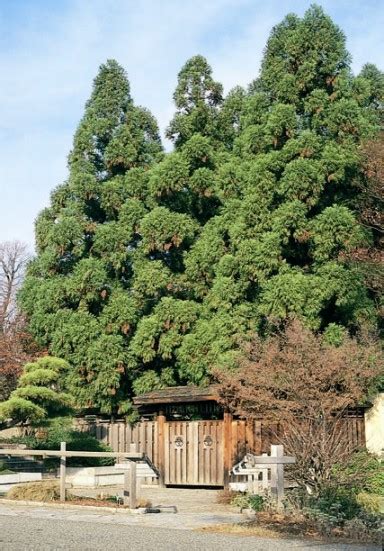 Japanese Cedar (Cryptomeria) Facts, Distribution, Cultivars