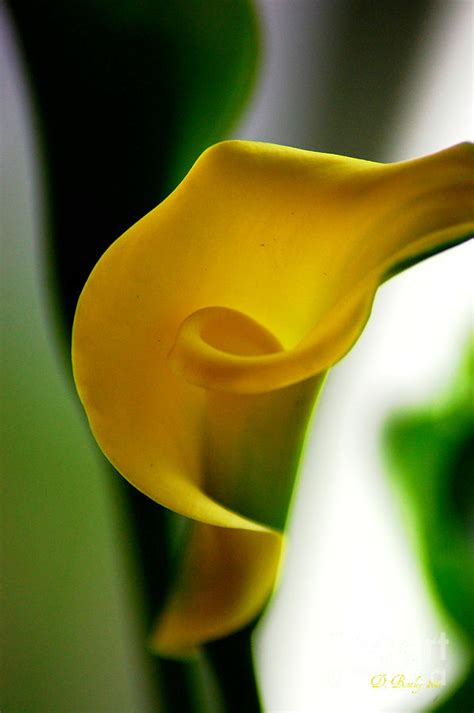 Yellow Calla Lilies Photograph by Donna Bentley - Fine Art America