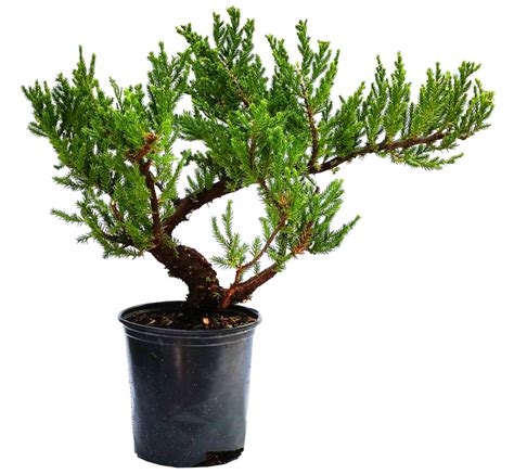 Chinese Juniper (San Jose') in Gallon Starter Pot