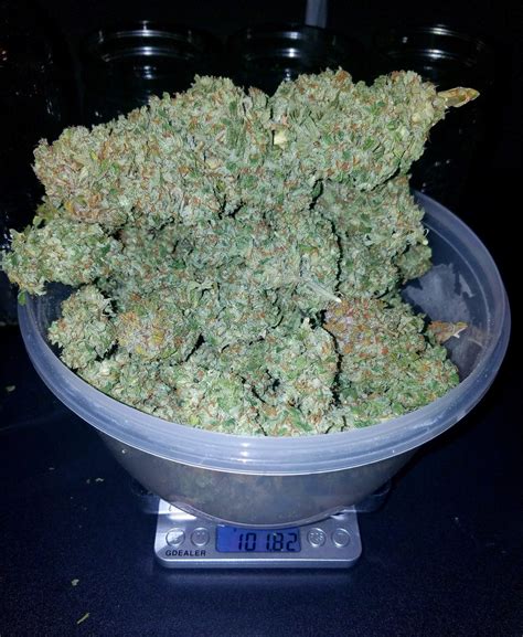 Stardawg Auto Cannabis Seeds – Buy Star Dawg Weed Strain | Fast Buds